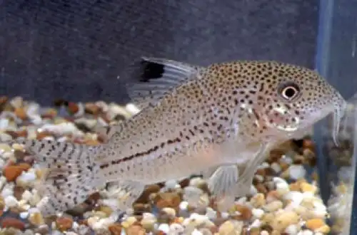 Коридорас Джулі (Corydoras julii)