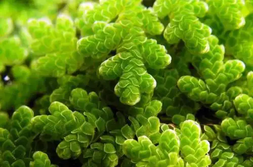 Азолла гребінчаста (Azolla cristata)