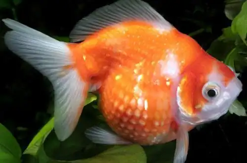 Золота рибка - Перлина (Pearlscale Goldfish)