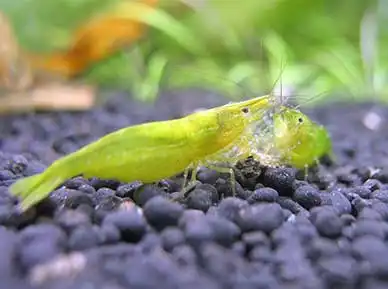 Креветка бабаулті зелена або зелена креветка (Caridina cf. babaulti «Green»)