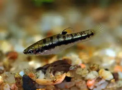 Формоза (Heterandria formosa)