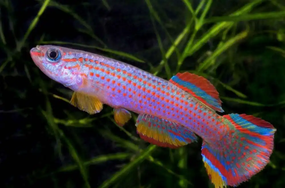 Афіосеміон стріатум (Aphyosemion striatum)