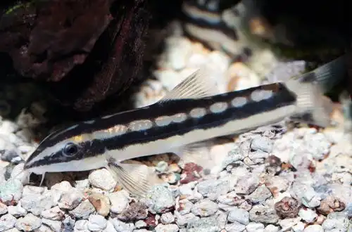 Амбастая нігролінеату (Ambastaia nigrolineata)