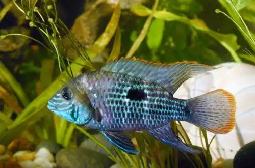 Бірюзова акара (Andinoacara rivulatus)