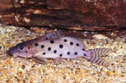 Плямистий Синодонтіс (Synodontis ocellifer)