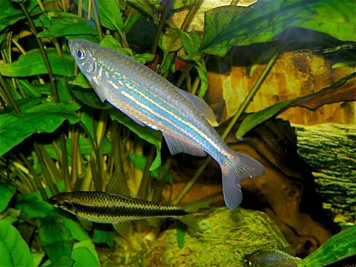 Гігантський Даніо (Devario