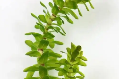Елодея канадська (Elodea canadensis)