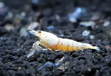 Креветка золотий кристал (Golden bee Shrimp)