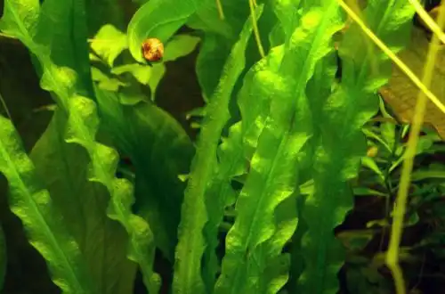 Апоногетон кучерявий (Aponogeton crispus)