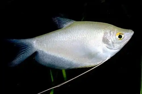 Місячний Гурамі (Trichopodus