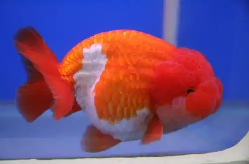 Золота рибка - Ранчу (Ranchu Goldfish)