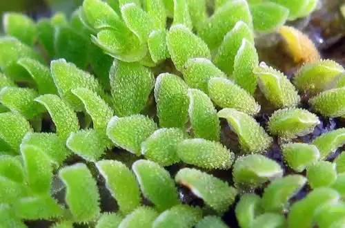 Азолла перистий (Azolla pinnata)