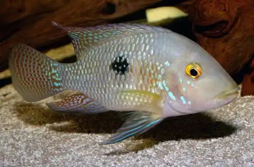 Перлинна цихліда або Бразильський Геофагус (Geophagus brasiliensis)