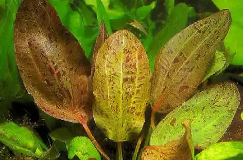 Ехінодорус Шлютера (Echinodorus schlueteri)