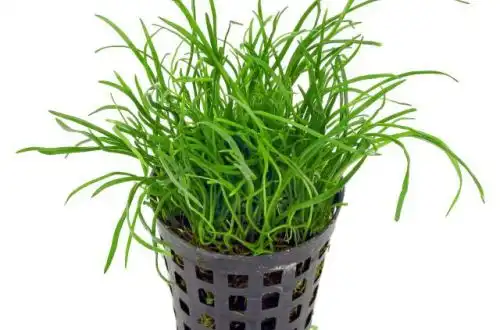 Лілеопсис маврикійський (Lilaeopsis mauritiana)