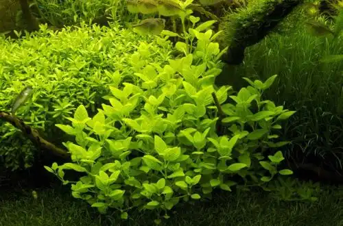 Лімнофіла Ругоза (Limnophila rugosa)