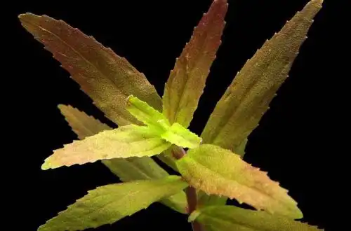 Лімнофіла широка (Limnophila sp. Broad)