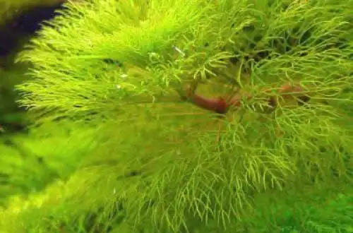 Лімнофіла гігантея (Limnophila sp. Gigantea)