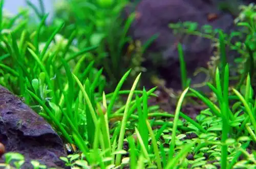 Літторелла (Littorella uniflora)