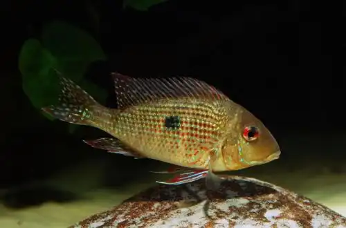 Геофагус Брокопондо (Geophagus brokopondo)