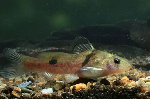 Батазіо річковий (Batasio fluviatilis)