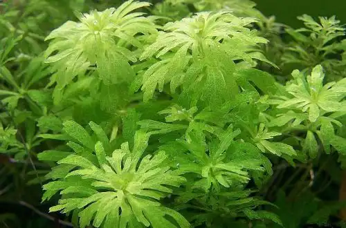 Гвінейська широколиста Лімнофіла (Limnophila sp. Guinea Broad-Leaf)