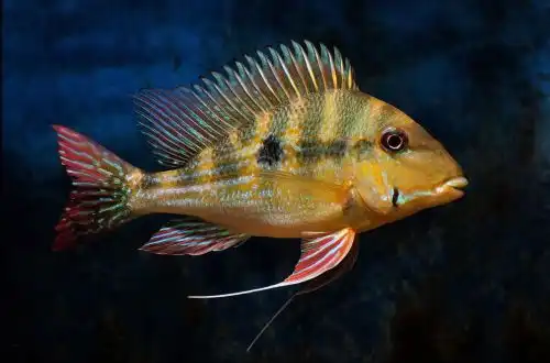 Геофагус Суринама або Геофагус дикрозостер (Geophagus dicrozoster)