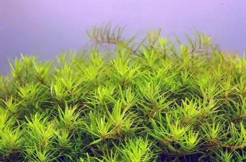 Лімнофіла В'єтнам (Limnophila sp. Vietnam)