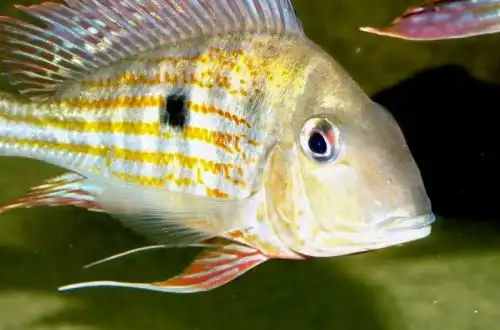 Плямистий Геофагус (Geophagus abalios)
