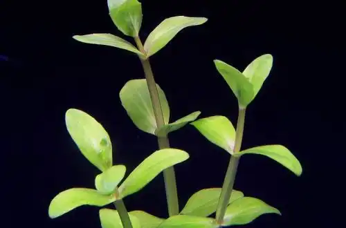 Ліндернія дубіа (Lindernia dubia)