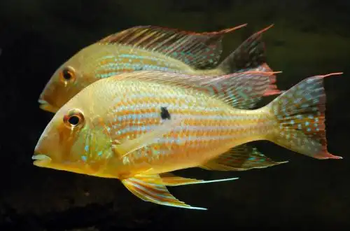 Геофагус Неамбі або Геофагус Токантінс (Geophagus neambi)