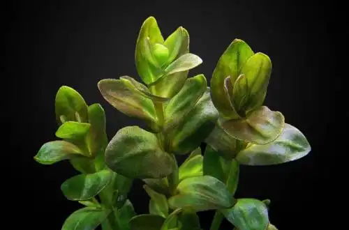 Ліндернія великоквіткова (Lindernia grandiflora)