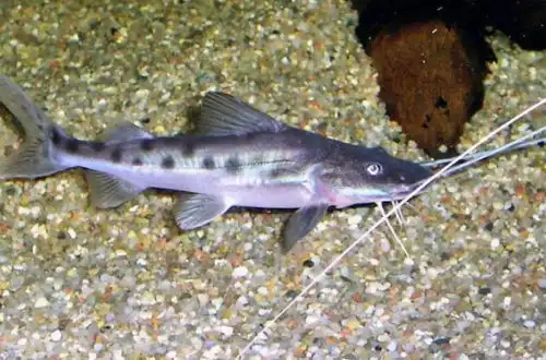 Хибна Піраїба (Brachyplatystoma capapretum)