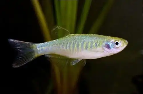 Даніо-пантера (Danio aesculapii)