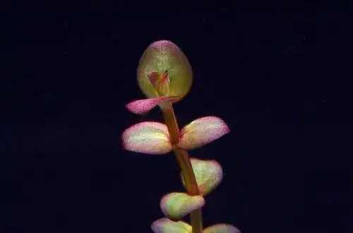 Ліндернія індійська або Ліндернія червона (Lindernia sp. «India»)