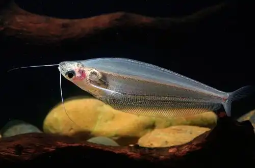 Двоусий індійський скляний сомік (Kryptopterus bichirris)