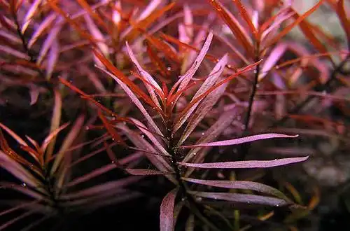 Людвіга дугоподібна або Людвіга аркуату (Ludwigia arcuata)