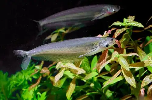Скляний сомік близнюк (Kryptopterus geminus)