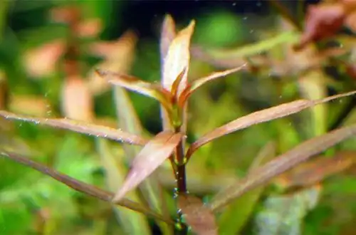 Людвіга бревіпес (Ludwigia brevipes)