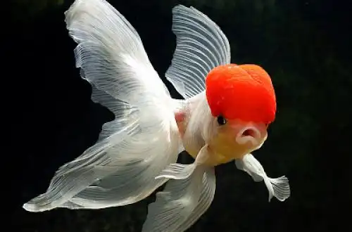 Золота рибка - Червона шапочка (Redcap Oranda Goldfish)