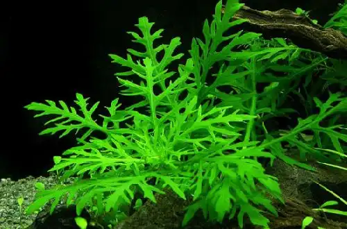 Гігрофіла різнолиста (Hygrophila difformis)