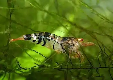 Креветка смугаста бджілка (Caridina cantonensis "Bee")