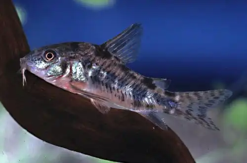 Крапчастий сомік (Corydoras paleatus)