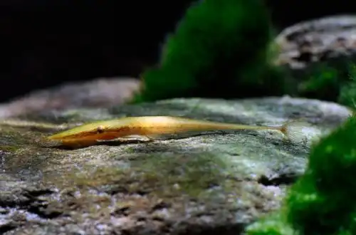 Сомік батогохвіст (Acestridium dichromum)