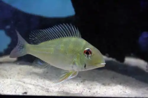 Геофагус суринамський (Geophagus surinamensis)