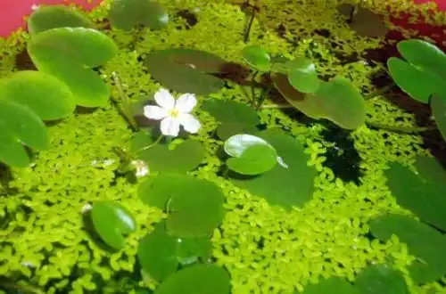 Німфоїдес Ецано (Nymphoides ezannoi)