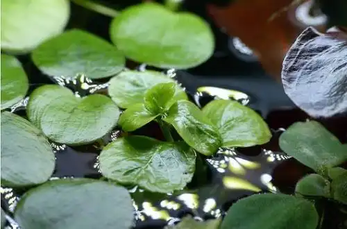 Людвіга плаваюча (Ludwigia helminthorrhiza)