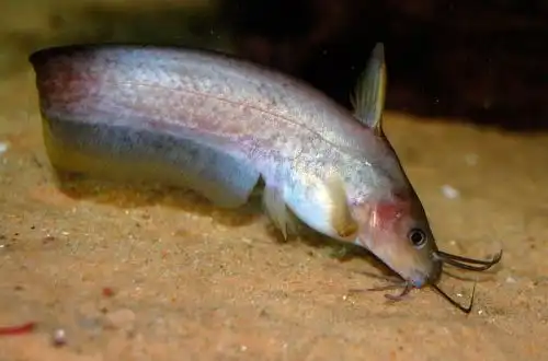 Сом австралійський (Neosilurus brevidorsalis)