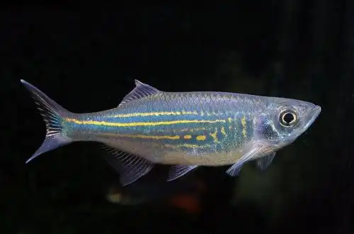 Малабарський Даніо (Devario