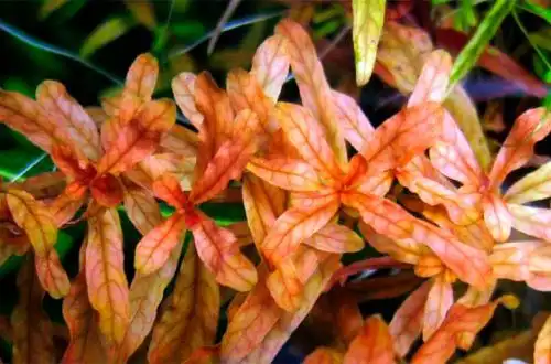 Людвіга червона або Людвіга Ред (Ludwigia inclinata «Red»)
